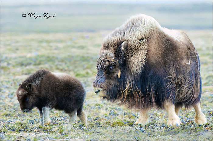Muskoxen Cow Calf 151  by Dr. Wayne Lynch &copy;